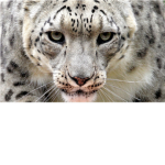 Animals Are My Life