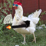 Chicken fan group ʕ•ᴥ•ʔ