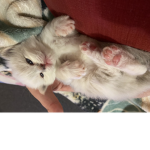 Stickytoenails