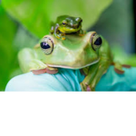 The frog garden!