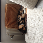 cat iš part off cool