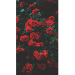 ~safe #### #####