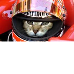 cat racing