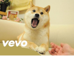 Dogs/doges!