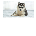 The dog group yall