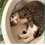 CAT CAT CAAAAAAAT!