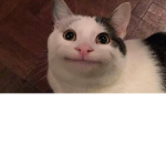 Beluga Oga