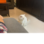 Popkitten group