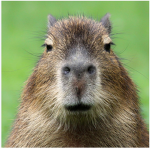 Capibara empire