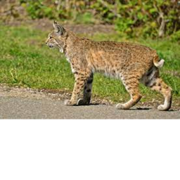 your on your way to the bobcat shrine