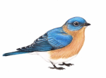 Bluebird Studio Creates