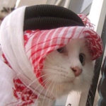 Halal Dynasty