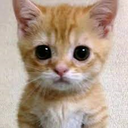 Survive from El Gato