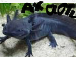 Team axolotltje