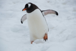 The Penguinocrats