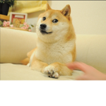 The Doge Club! :D