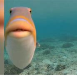 Fish on crack