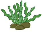 The official seaweed fan club
