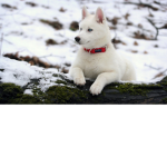 Husky Animations