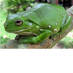 Frog Royale Family