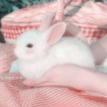 .Bunny Squad!