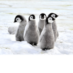Ice Penguins Tree