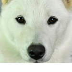 Jindo Dog Family [JDF]