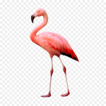 Flamingos Unite