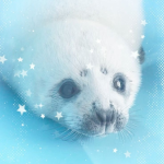 -sealieland-