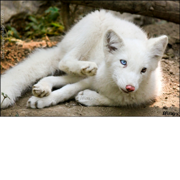 Frozen Hunt (Updated and Improved!)