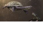 Frog Teamers gang