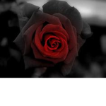 The black rose mafia