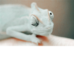 ~Pearl Babies~