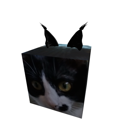 My cat