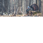 Turkey army!