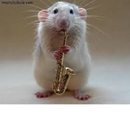 rats hang out