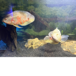 DA FISHIES IN DA TANK
