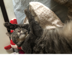 Sweet dreams Cats