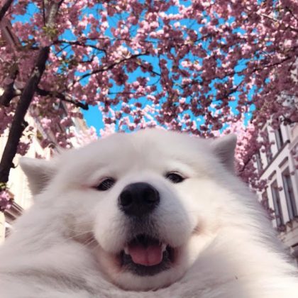 cute dog Roblox decal