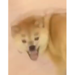 Doggo Uprising