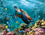 Sea Critters