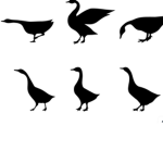 Studio of duck