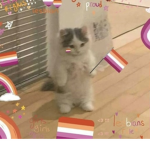 Kittycatsarebetter