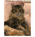Biggest kitty Sir. Boeuf