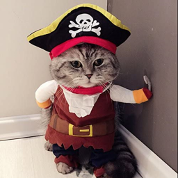 Pirate Cats Assemble