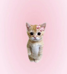 HELLO*-*Kitty