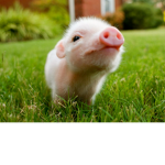 Piglet club