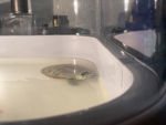 Gianna turtle