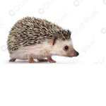Hedgehogplayzz