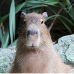 Capybara
